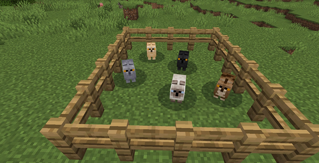 スコティッシュフォールド