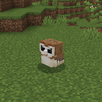 メンフクロウ（Barn Owl）